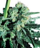 SKUNK #1