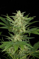 CRITICAL JACK AUTOFLOWERING (dinafem)